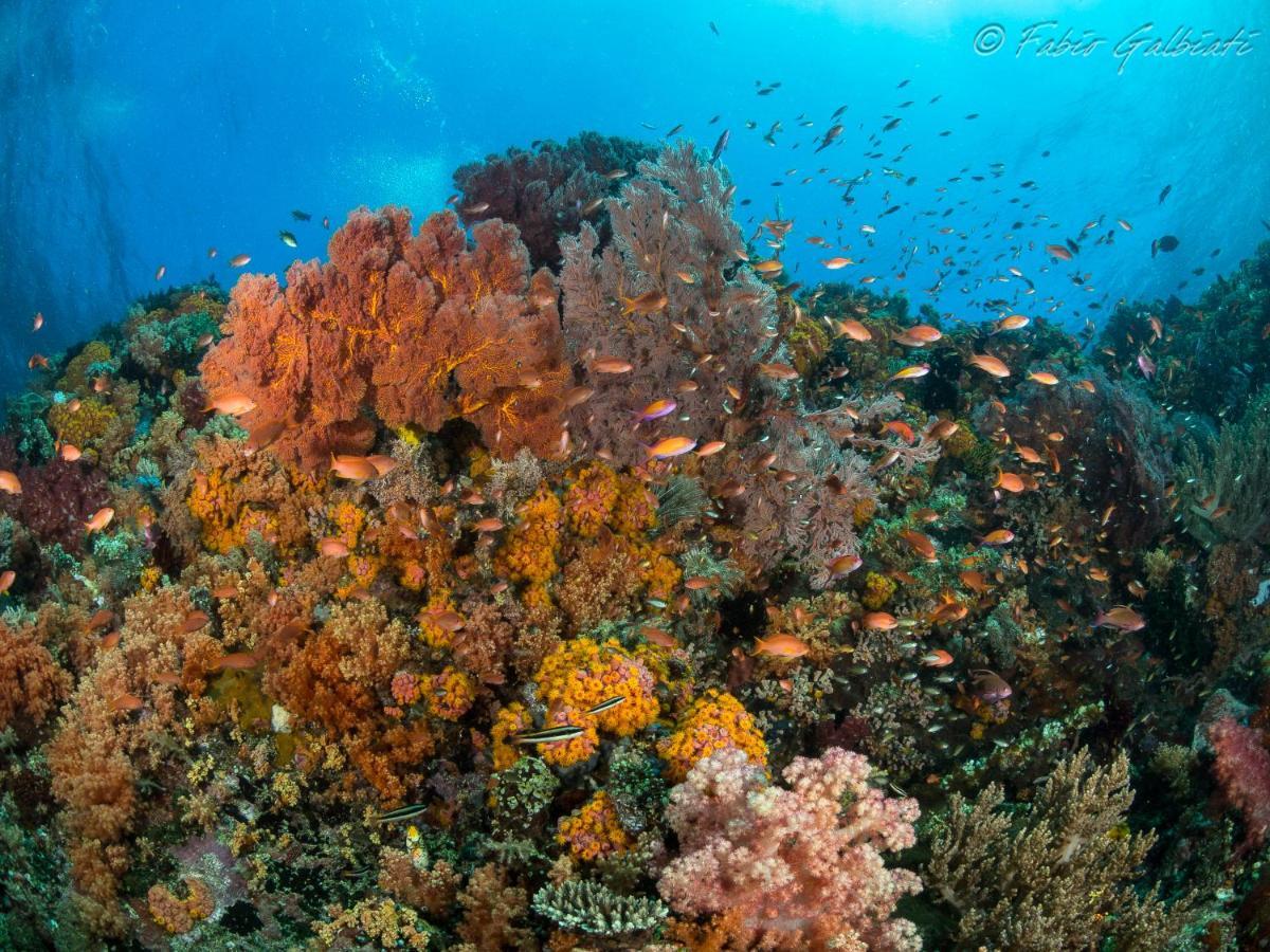 Coral Eye Boutique Resort And Marine Outpost Likupang Extérieur photo